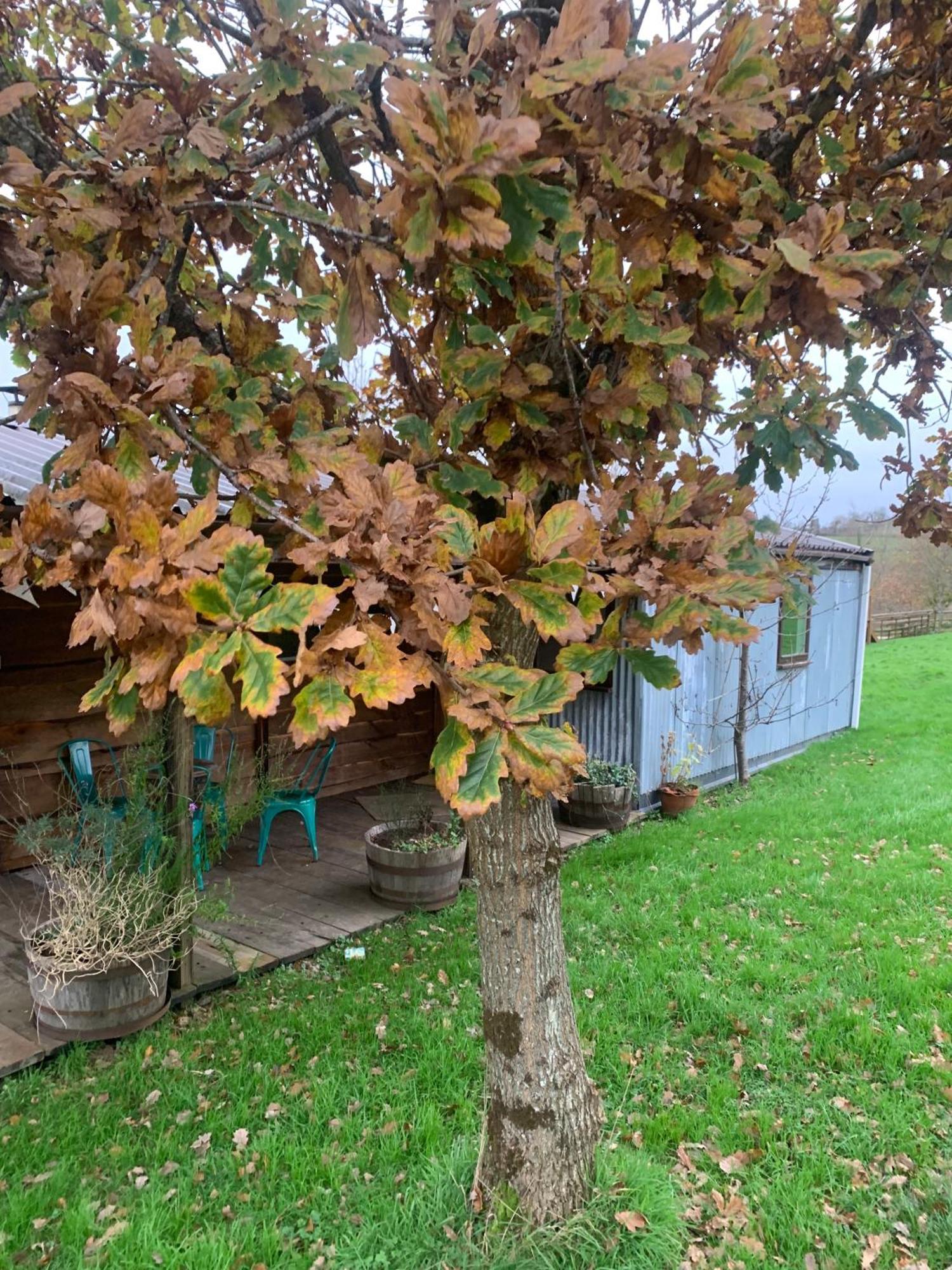 Ceridwen Glamping, Double Decker Bus And Yurts Hotel Llandysul Eksteriør billede