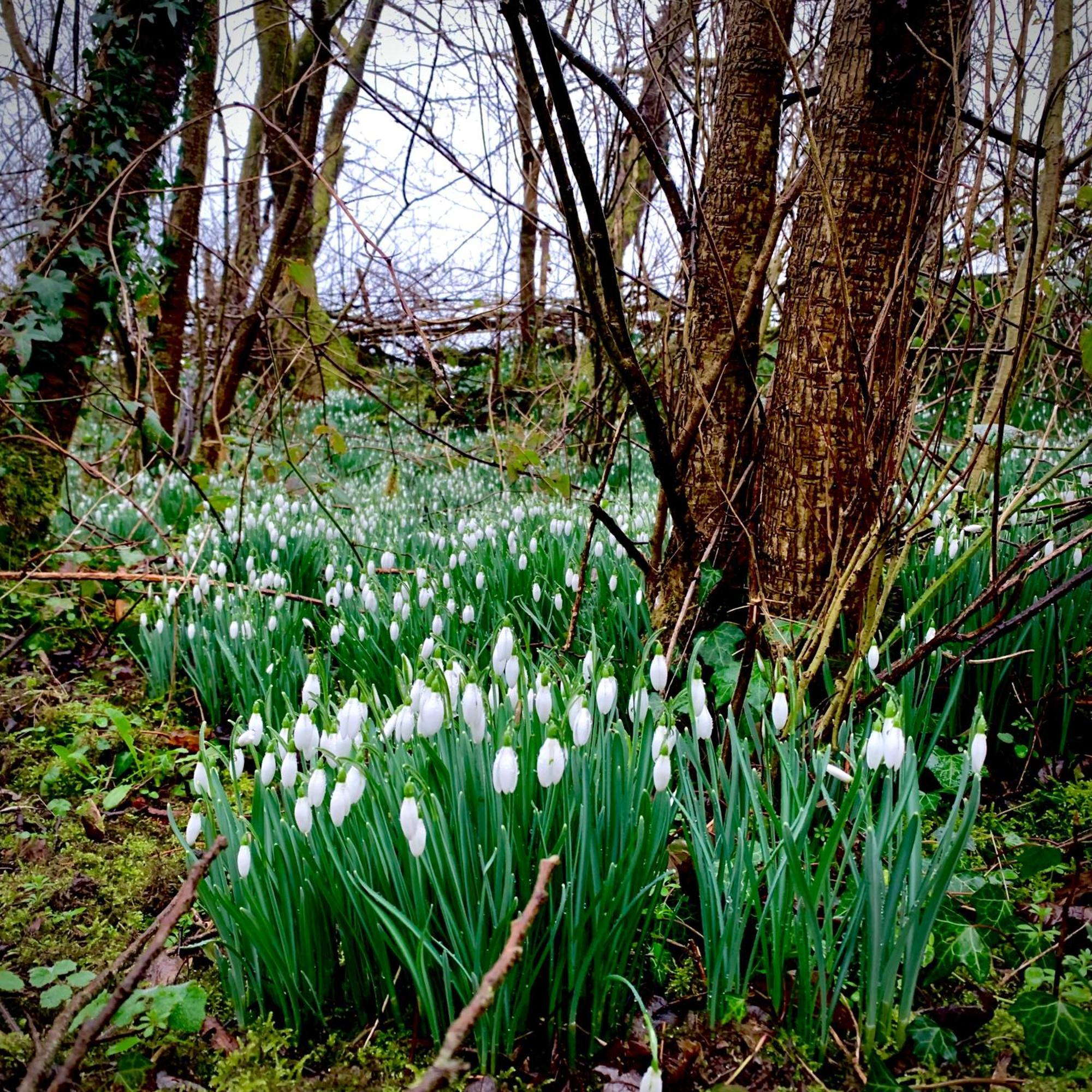 Ceridwen Glamping, Double Decker Bus And Yurts Hotel Llandysul Eksteriør billede