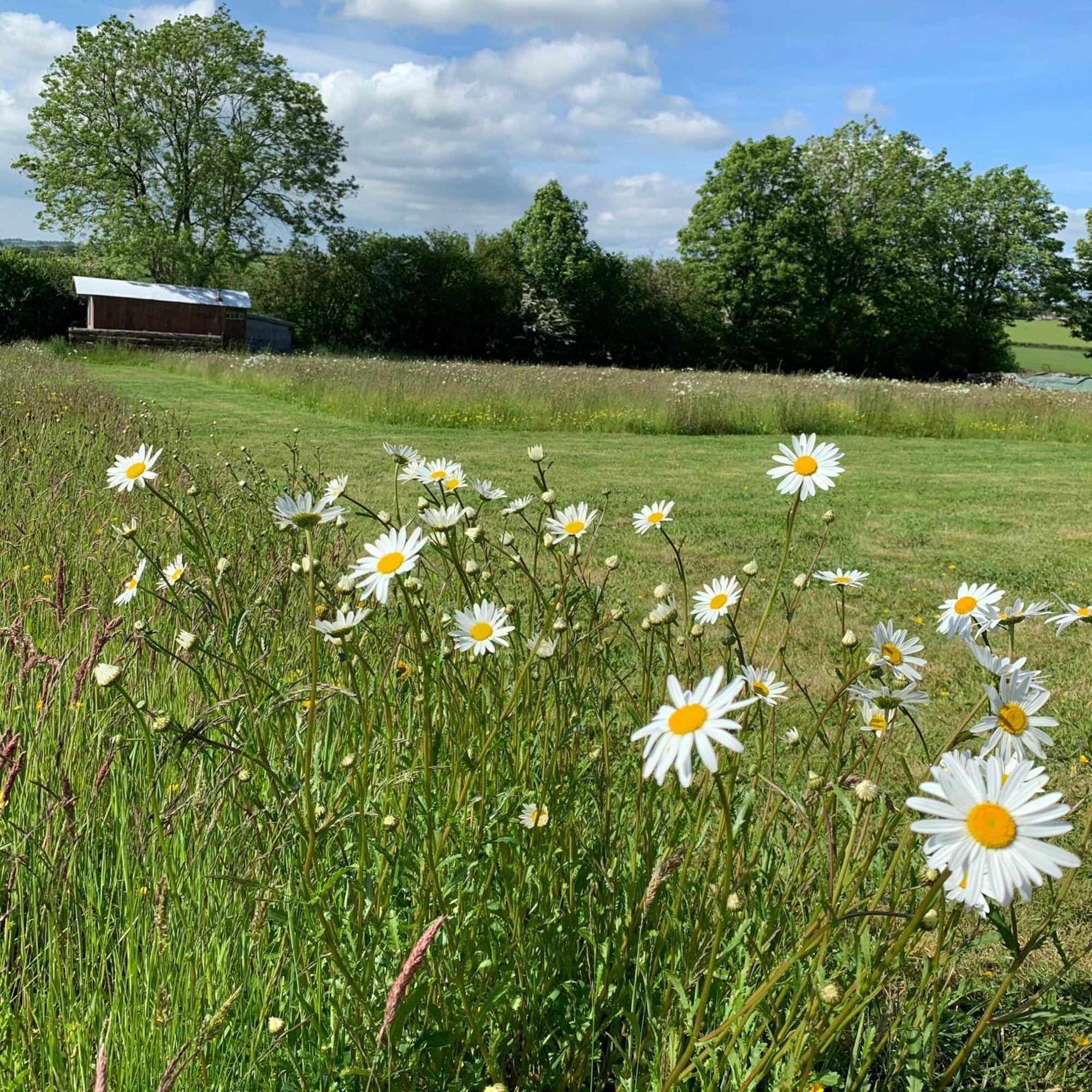 Ceridwen Glamping, Double Decker Bus And Yurts Hotel Llandysul Eksteriør billede